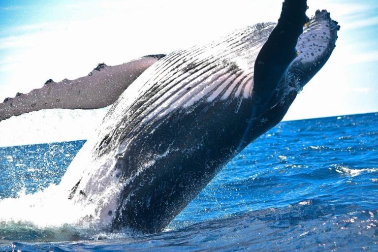 Bitcoin Whales Sold 50k BTC Worth $3B in the Last