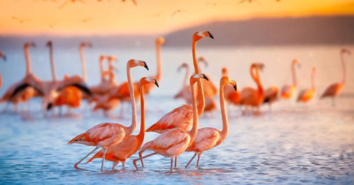 FlamingoDAO’s NFT Portfolio Is Now Worth $1B