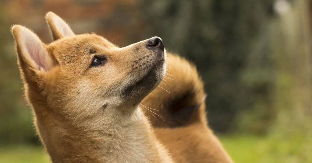Dogecoin Spikes 10% After News of Musk’s $3B Stake in