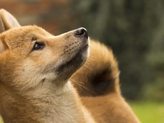 Dogecoin Spikes 10% After News of Musk’s $3B Stake in