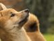 Dogecoin Spikes 10% After News of Musk's $3B Stake in Twitter
