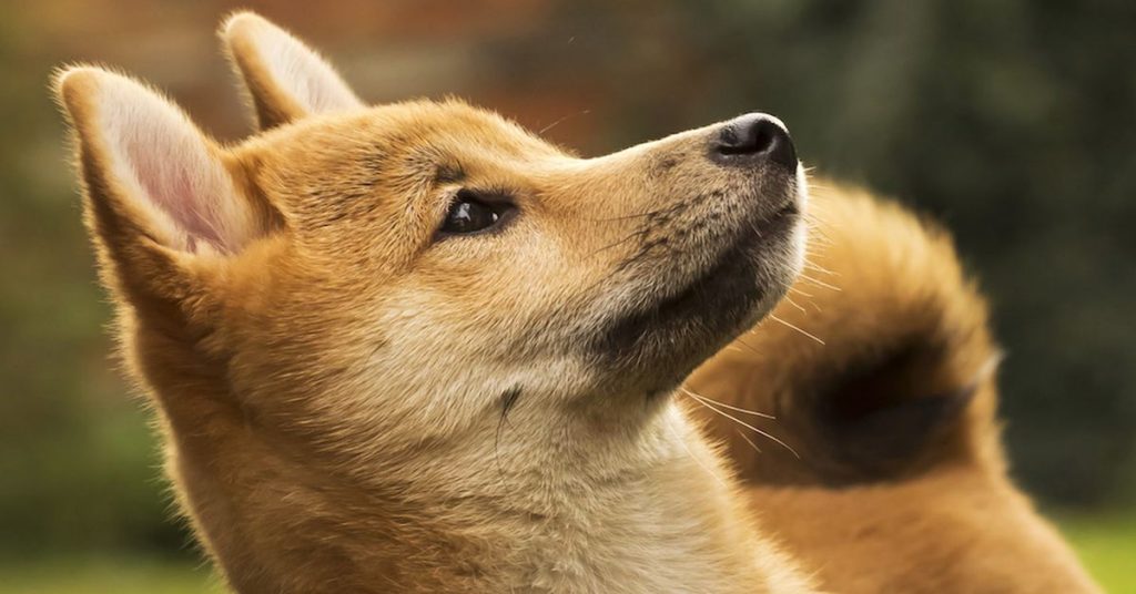 Dogecoin Loses Momentum From Elon Musk Twitter News