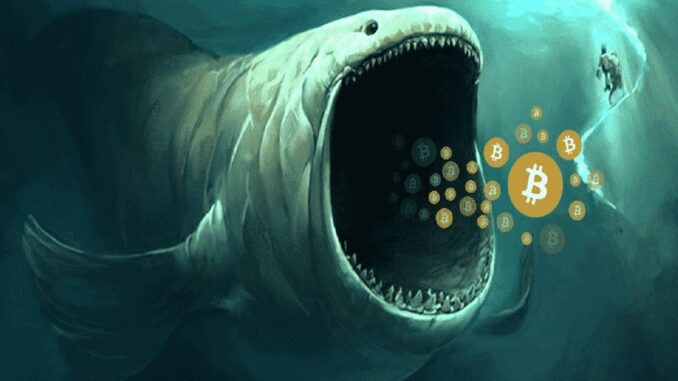 crypto-whale.jpg