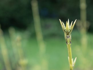 Altcoin Short Squeeze Brings Green Shoots to Dormant Crypto
