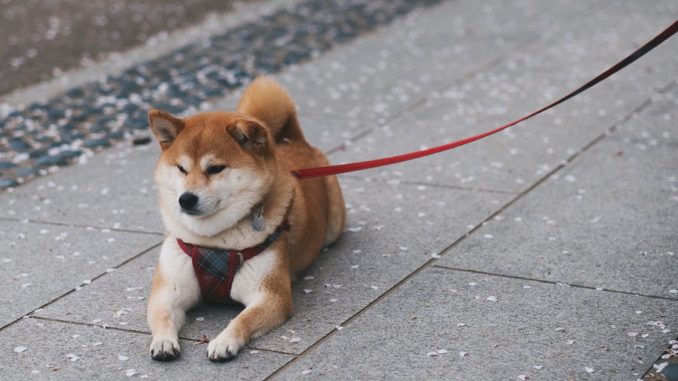 a-cute-shiba-inu-dog-resting-on-a-paved-sidewalk-holding-a-red-leash