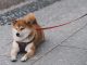 a-cute-shiba-inu-dog-resting-on-a-paved-sidewalk-holding-a-red-leash