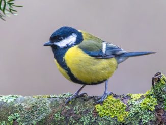 close-up-of-a-great-tit-perched-on-a-moss-covered-branch-in-a-tranquil-forest-setting