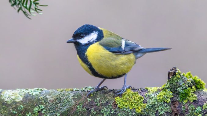 close-up-of-a-great-tit-perched-on-a-moss-covered-branch-in-a-tranquil-forest-setting