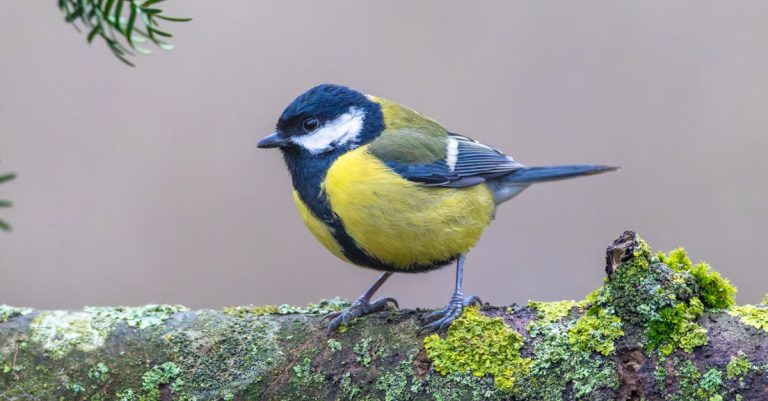 close-up-of-a-great-tit-perched-on-a-moss-covered-branch-in-a-tranquil-forest-setting